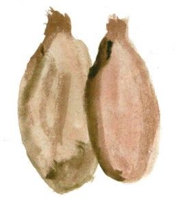 KIWI P.F.