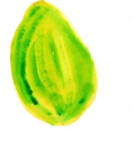 MELON PIEL DE SAPO P.F.