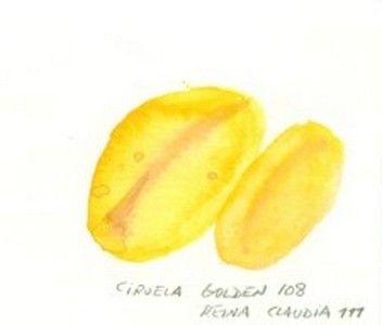 CIRUELA GOLDEN P.F.